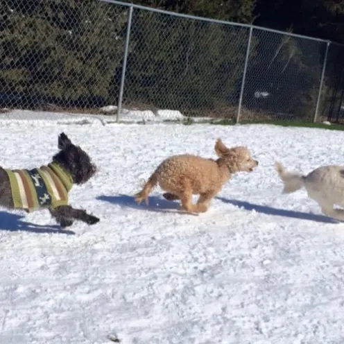 dogs running in snow